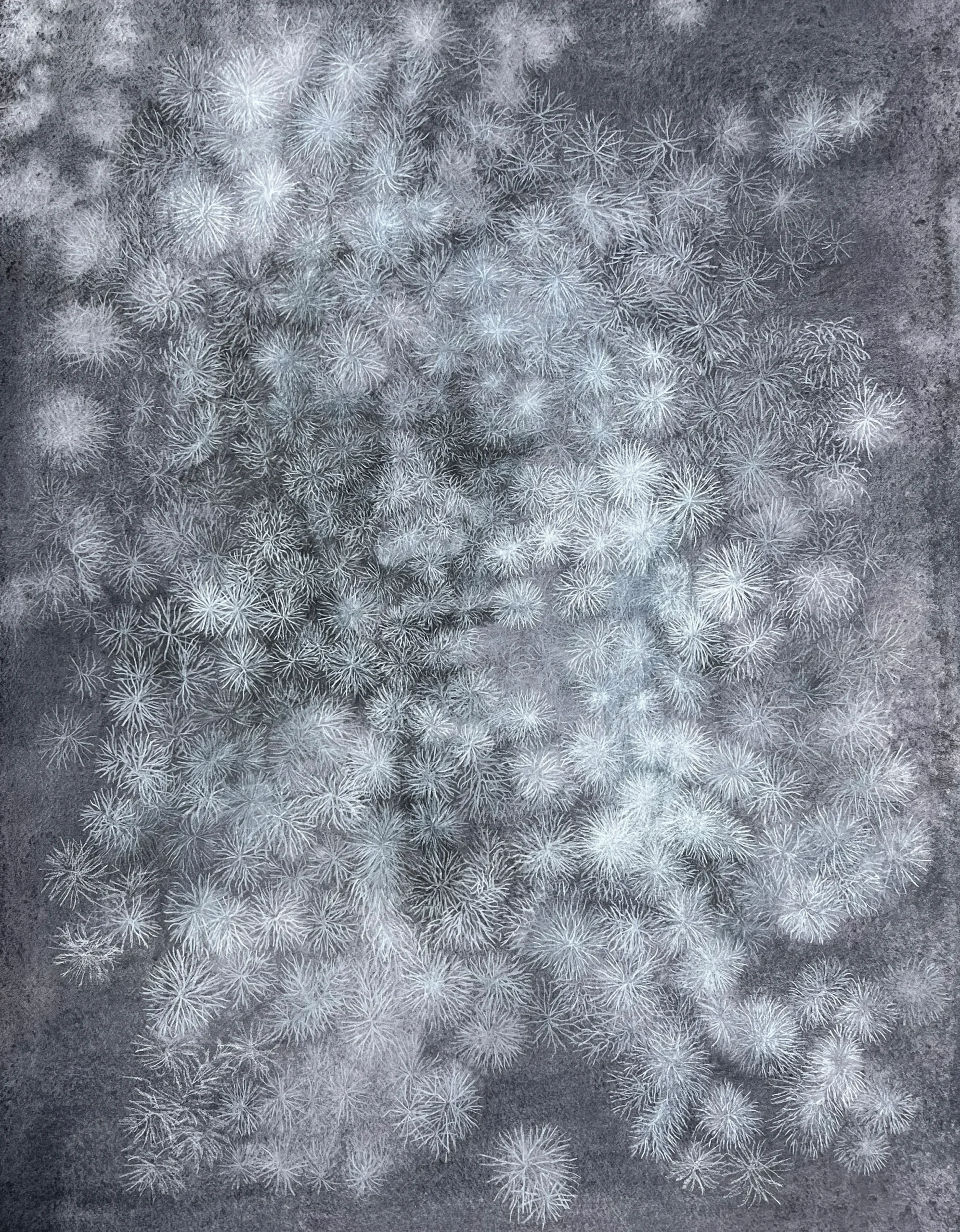 Cynthia Camlin – Ghost Flowering 1